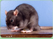rat control Broadstone