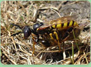 wasp control Broadstone