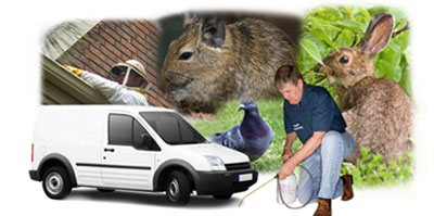 Broadstone local van